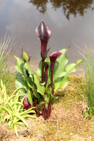 Disa-Orchidee   045.jpg